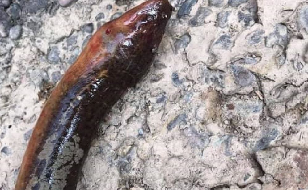 माछाले टोकेर मान्छेको मृत्यु